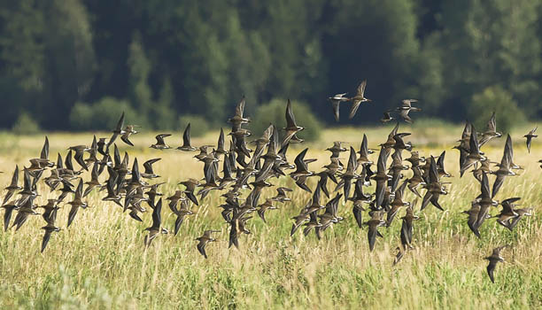 Suokukko, Ruff, Calidris pugnax